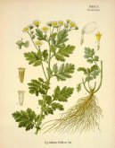 Pokojové rostliny:  > Kopretina Řimbaba (Tanacetum parthenium L.)
