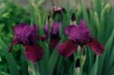 Pokojové rostliny:  > Kosatec nízký (Iris)