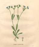 Pokojové rostliny:  > Kozlíček polní, Polníček (Valerianella locusta Betche L.)