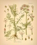 Pokojové rostliny:  > Kozlík Lékařský (Valeriana officinalis L.)