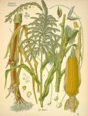 Pokojové rostliny:  > Kukuřice Setá (Zea mays)