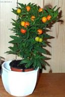 Pokojové rostliny:  > Lilek ozdobný (Solanum capsicastrum)