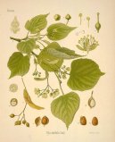 Pokojov rostliny:  > Lpa Evropsk (Tilia europaea)