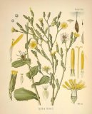 Pokojov rostliny:  > Locika Jedovat (Lactuca virosa)