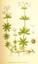 Pokojové rostliny:  > Mařinka Vonná (Asperula odorata L.)