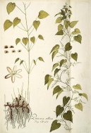 Pokojové rostliny:  > Mexický Divoce Rostoucí Jam (Dioscorea villosa L.)