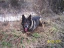 Ps plemena:  > Nmeck ovk (German Shepherd Dog)
