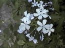 Pokojové rostliny:  > Olověnec ouškatý (Plumbago auriculata)