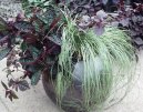 Pokojové rostliny:  > Ostřice (Carex morrowii Variegata)
