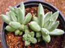 Pokojové rostliny:  > Pachyphytum