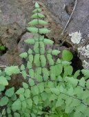 Pokojov rostliny:  > Pelea knoflikov (Pellaea)