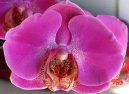 Fotky: Pstovn orchidej (foto, obrazky)