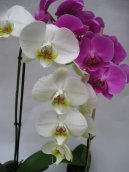 Fotky: Pstovn orchidej (foto, obrazky)