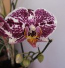 Pokojov rostliny:  > Pstovn orchidej (Orchidaceae)