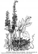 Pokojov rostliny:  > Plotink Hroznovit (Cimicifuga racemosa)