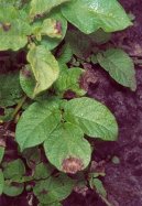 Pokojov rostliny:  > Pomoc proti nemocem (Help against diseases houseplants)