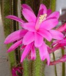 Pokojov rostliny:  > Aporocactus (Aporocactus flagelliformis)