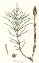 Pokojov rostliny:  > Peslika Roln (Equisetum arvense L.)