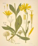Pokojov rostliny:  > Prha Arnika (Arnica montana)