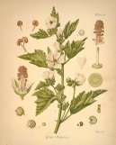 Pokojov rostliny:  > Proskurnk Lkask (Althaea officinalis)