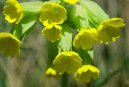 Pokojov rostliny:  > Prvosenka Jarn (Primula veris L.)