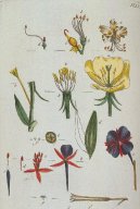Pokojov rostliny:  > Pupalka Dvoulet (Oenothera biennis)