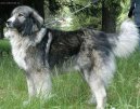 Ps plemena:  > Rumunsk karpatin (Romanian Sheepdog)