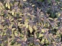 Pokojov rostliny:  > alvj Lkask (Salvia officinalis)