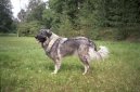 Ps plemena:  > arplaninsk pasteveck pes (Yugoslav Shepherd Dog)
