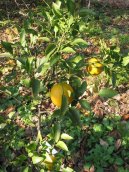 Pokojové rostliny:  > Satsuma, mandarinka unšiu (Citrus unshiu)