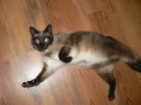 :  > Siamsk koka (Siamese Cat)