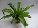 Pokojové rostliny:  > Sleziník (Asplenium scolopendrium)