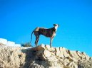 Ps plemena:  > panlsk chrt (Spanish Greyhound, Galgo espanol)