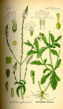 :  > Spor Lkask (Verbena officinalis)