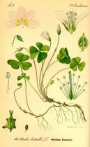 Pokojov rostliny:  > avel Kysel (Oxalis acetosella L.)