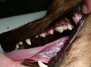 Stomatologie - zubn vpln