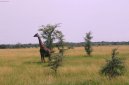 Fotky: Tanzanie (cestopis) (foto, obrazky)