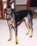 :  > Anglick toy-terir (Toy Terrier)