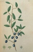 Pokojov rostliny:  > Trnka Obecn (Prunus spinosa L.)