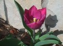 Fotky: Tulipn (foto, obrazky)