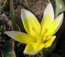 Fotky: Tulipn (foto, obrazky)