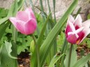 Pokojov rostliny:  > Tulipn (Tulipa)