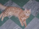 :  > Tureck Angora (Turkish Angora Cat)
