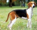 :  > Velk francouzsko-anglick trikolorn honi (Great Anglo-French Tricolour Hound)