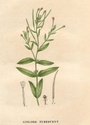 Pokojové rostliny:  > Vrbovka malokvětá (Epilobium parviflorum Schreb)