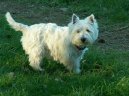 Ps plemena:  > Westhajlendsk terir (West Highland White Terrier)