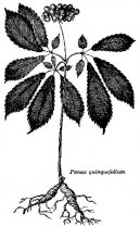 Pokojov rostliny:  > enen (Panax ginseng)