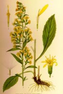 Pokojov rostliny:  > Zlatobl obecn (Solidago virgaurea L.)