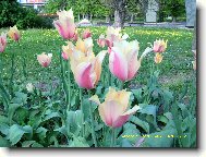 tulipny