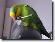 papouek Ma